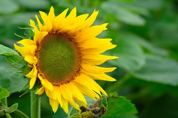 Bright yellow sunflower with blurred green leaves in background