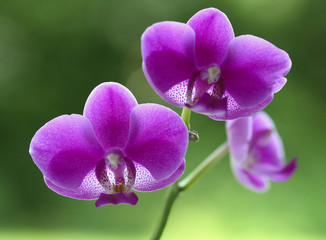 orchid natural flower