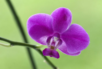 orchid detail