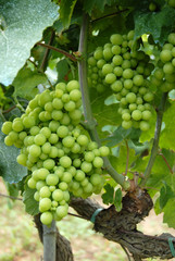 uva acerba 1