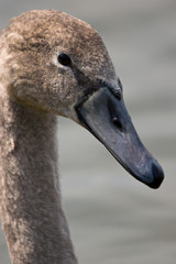 Juvenile swam in the water as closeup