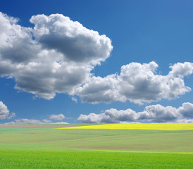 Fototapeta premium field