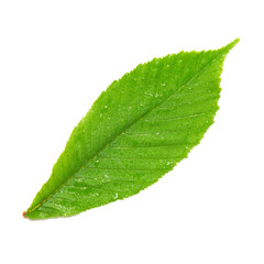 Fototapeta na wymiar Green wet chestnut leaf.