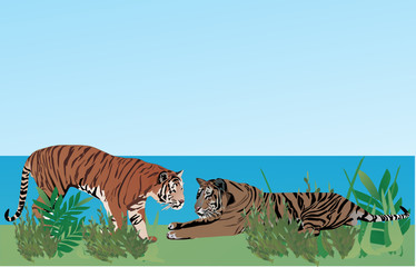 Fototapeta na wymiar two tigers in grass