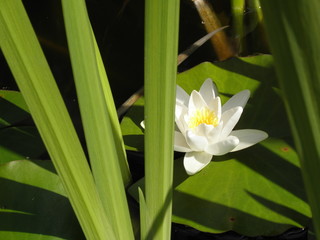 lilia wodna © Tomasz Sergej