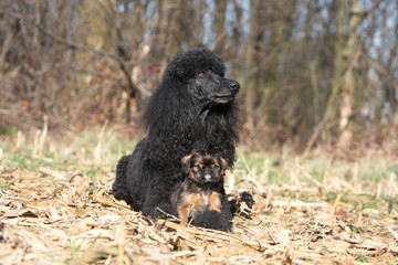 le grand caniche noir et son ami le petit griffon bruxellois