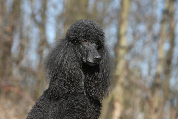 portrait d'un grand caniche noir à la campagne