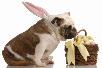 english bulldog with bunny ears sniffing at easter basket