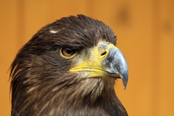 Eagle