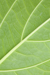 Texture of a green leaf