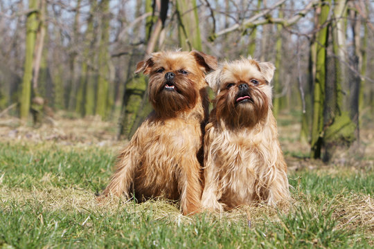 deux griffon bruxellois assis c&ocirc;te &agrave; c&ocirc;te dans l'herbe - arbres