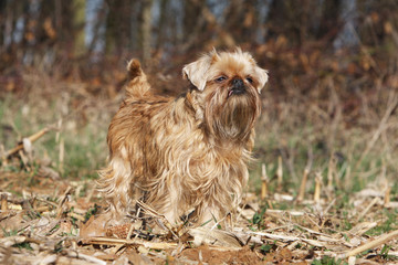 griffon bruxellois de trois quart regardant au loin - nature