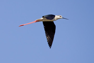 Obraz premium Black-Winged Stilt Flying