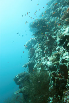 Riff - Malediven - Reef - Maldives