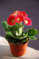flowers on flower pot