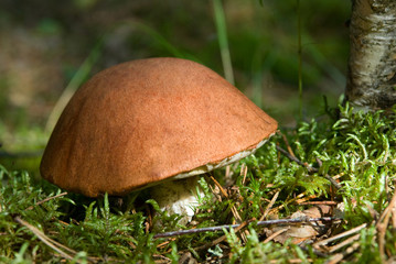 orange cap mushroom on moss close up