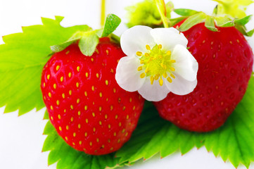 Strawberries and flowers on white background. Focus on the flowe