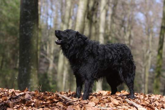 mudi hurlant &agrave; la mort en pleine nature - for&ecirc;t feuilles mortes