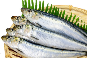 sardine