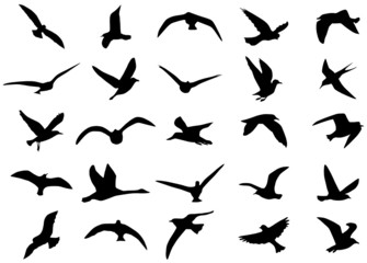 Illustration of birds