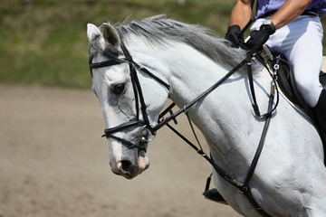White horse portrait