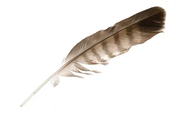 Wall murals Eagle variegated eagle feather