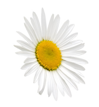 white camomile isolated with clipping path