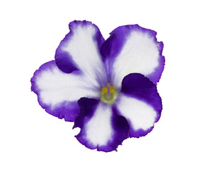 white and blue isolated violet