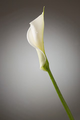 calla