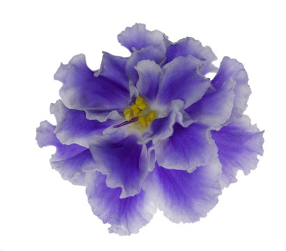 Fototapeta light blue violet isolated flower