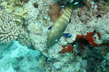 Seebarsch - Malediven - Bass - Maldives