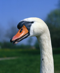 Hoeckerschwan_115178