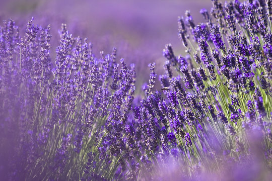 lavender