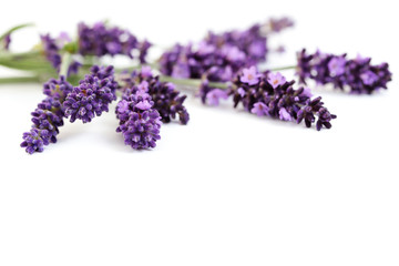 lavender flowers - obrazy, fototapety, plakaty
