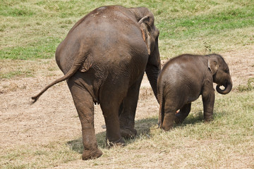 Fototapeta na wymiar Mother and baby elephant.