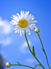 Daisy flower against a blue sky