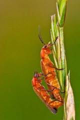 Common red soldier beetles mating on grass