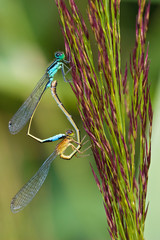 Mating wheel of two damselfly's hanging in the grass