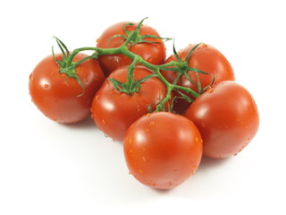 Fresh tomatoes on vine on isolated background.