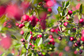 Hawthorn, selective focus
