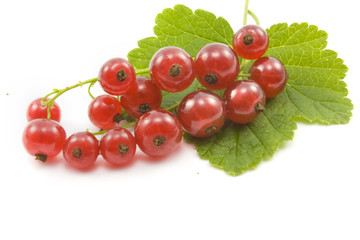 Johannisbeeren (Ribes)