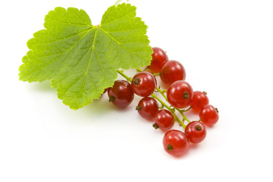 Rote Johannisbeeren (Ribes rubrum)