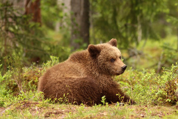 Little brown bear sitting in the grass