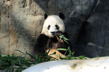 Giant panda