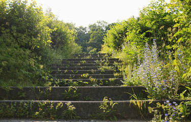 Verwildert