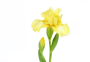 Elegant Yellow Iris on White