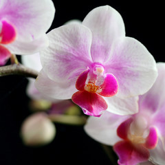 Obraz na płótnie Canvas orchidée