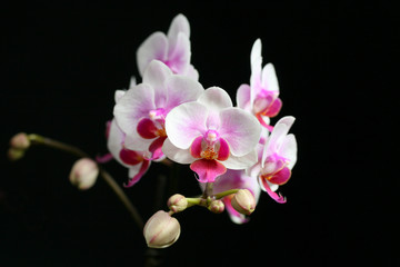 Naklejka na ściany i meble orchidée