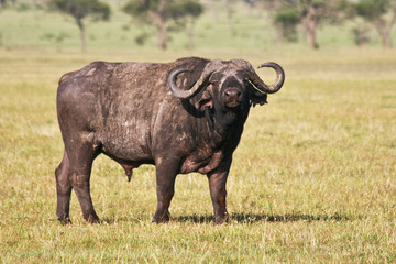 Fototapeta premium Large African Buffalo