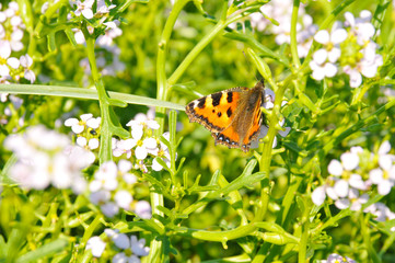 Schmetterling auf einer Wiese